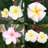 Hawaiianischer Tempelbaum – Plumeria – Überraschungsfarbe Produktbild-Vorschau 2
