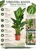 Strelitzia augusta 130–160 cm – Weiße Paradiesvogelblume, Produktbild-Vorschau 2