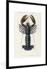 MuchoWow® MuchoWow® Gerahmtes Poster Krebs - Blau - Vintage Produktbild-Vorschau 1