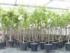 chin. Dattel 150 - 170 cm Dattelbaum 5 - 8 cm Stammumfang, Produktbild-Vorschau 5