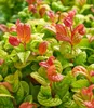 BALDUR Garten 2x Traubenheide Curly Gold®, Pflanzen im Produktbild-Vorschau 2