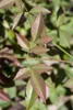 Nandina domestica, Himmelsbambus, 60–80 cm, immergrün Produktbild-Vorschau 5