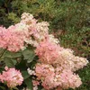 Hortensie - 3 Stk - Hydrangea paniculata 'Pink Lady' - Höhe Produktbild-Vorschau 4