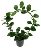 Hoya australis - fiore di porcellana - fiore di cera - Anteprima dell’immagine prodotto 2