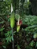 Aronstab (Amorphophallus lambii)  - 1 gekeimter Samen Produktbild-Vorschau 2