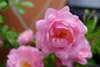 100x Rosa The Fairy Märchenhaft reich blühende Bodendecker Produktbild-Vorschau 4