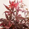 Bloomique - Zestaw 2 szt. - Acer Palmatum Shaina - Klon Podgląd zdjęcia produktu 5