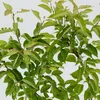 A close-up view of a young pear tree with green leaves and brown branches against a white background. Produktbild-Vorschau