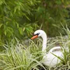 Esschert Design Arrosoir Cygne blanc 1,985 litre - Voir les images du produit 2