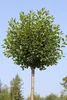 Kugel-Kirsche Stämmchen, Prunus fruticosa Globosa, Produktbild-Vorschau 2