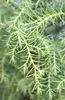 Cryptomeria japonica 'Elegans Viridis' 50 - 60 cm Náhľad obrázku produktu 2