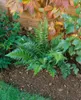 Polystichum tsus-simense, Farn, ca. 9x9 cm Topf Produktbild-Vorschau 2