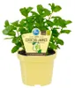 HUGO máta - koktejlová máta vkvalitě - Mentha spicata - Náhled obrázku produktu 1