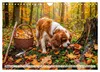 Cavalier King Charles Spaniel - Ein Jahr voller Erlebnisse Produktbild-Vorschau 12
