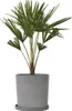 Chinesische Hanfpalme - Trachycarpus Fortunei - Höhe Produktbild-Vorschau 7