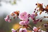 Prunus serrulata 'Kiku-shidare-zakura', Hängende Kirsche, Produktbild-Vorschau 7