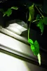 A motion-activated LED light fixture mounted on a wall, with a vine and leaves growing around it. Voir les images du produit