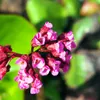 Planten van Frank | 12 Bergenia-planten | Bergenia Productafbeelding-voorbeeld 3