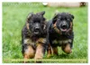Altdeutsche Schäferhunde - Traumhafte Schäferhunde Produktbild-Vorschau 4