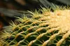 SAFLAX - židle tchyně - Echinocactus grusonii - 40 Semena Náhled obrázku produktu 6