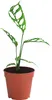 Dehner Fensterblatt Peru, Monstera obliqua, stark Produktbild-Vorschau 1