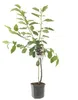 Ciliegio dolce 'Kordia' 100-120 cm | Prunus avium | albero Anteprima dell’immagine prodotto 4