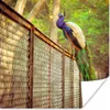 MuchoWow® Poster Pfau - Federn - Zaun 30x30 cm - Wandposter Produktbild-Vorschau 1
