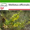 SAFLAX - sladký jetel - Melilotus officinalis - 250 Semena Náhled obrázku produktu 10