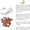 Meterbohne Samen (Vigna unguiculata) - Spargelbohnen Produktbild-Vorschau 5