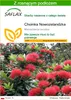 SAFLAX - Choinka Nowozelandzka - 300 Nasiona - Z podłożem Podgląd zdjęcia produktu 1