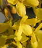 BALDUR Garten Forsythie, 1 Pflanze, Goldglöckchen Produktbild-Vorschau 2