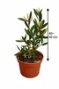 Callistemon laevis (scovolino rosso) 40–60 cm – Pianta in Anteprima dell’immagine prodotto 5