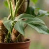 Monstera Minima am Moosstab grün 90cm 19cm Zimmerpflanze Produktbild-Vorschau 4