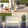 Sunny Tree - Olivenbaum - Olea Europaea in Strauchform - Produktbild-Vorschau 4