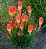Stauden Gänge 5 x Kniphofia 'Papaya Popsicle' - Fackellilie Produktbild-Vorschau 7
