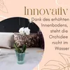 4er Set Orchideentopf Transparent Orchideen Übertopf Produktbild-Vorschau 5