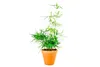 Gardners Asparagus Falcatus, priemer 12 cm Náhľad obrázku produktu 1