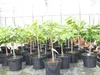 Indianerbanane 100 cm Asimina triloba Sunflower Papau Produktbild-Vorschau 1