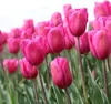 Tulpe Pastel Mix (40 Stück) | Tulpenzwiebeln von Jub Produktbild-Vorschau 5