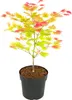 Japanischer Ahorn - Acer palmatum 'Moonrise' - Höhe 40-50cm Produktbild-Vorschau 1