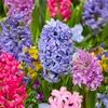 Bloomique - Mix 10 - Hyacinthus - Hiacynt - Mix kolorów - Podgląd zdjęcia produktu 4