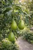 Avocadopflanze Ettinger 130–160 cm | Echter Avocadobaum im Produktbild-Vorschau 5