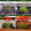 Stauden Gänge 1 x Kniphofia 'Redhot Popsicle' - Rote Produktbild-Vorschau 8