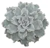 Gekräuseltes Rosetten-Dickblatt - Echeveria "Crispy Beauty" Produktbild-Vorschau 2