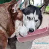 Tragbare Hundetrinkflasche für unterwegs (500ml) – Produktbild-Vorschau 2