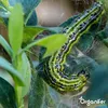 Leaf Insects Blattinsekten-Konzentrat - 1000 ml für 1000 Produktbild-Vorschau 2