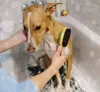 Pecute Fellpflegebürste für Hunde und Katzen, doppelseitige Produktbild-Vorschau 2