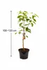 Ciliegio dolce 'Kordia' 100-120 cm | Prunus avium | albero Anteprima dell’immagine prodotto 5