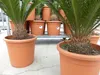 XL Premium Palmfarn 70 - 90 cm Cycas Revoluta Sagopalme Produktbild-Vorschau 3