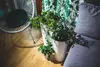 A collection of white planters with green plants on a wooden floor next to a chair and a patterned curtain. Anteprima dell’immagine prodotto